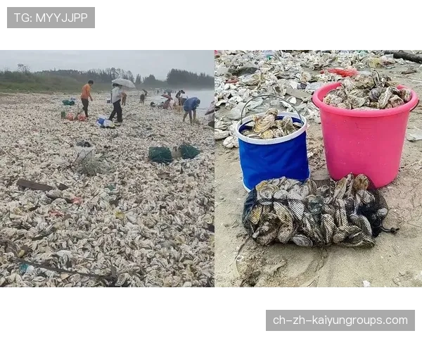 台风过境后惠州市民赶海喜获丰收，惠州台风什么时候来